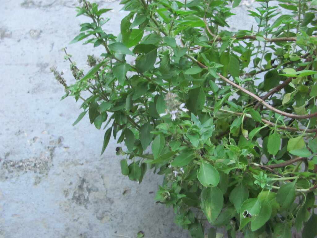 A sweet basil plant with soft bright green leaves and a spike of small white flowers at the tip.
