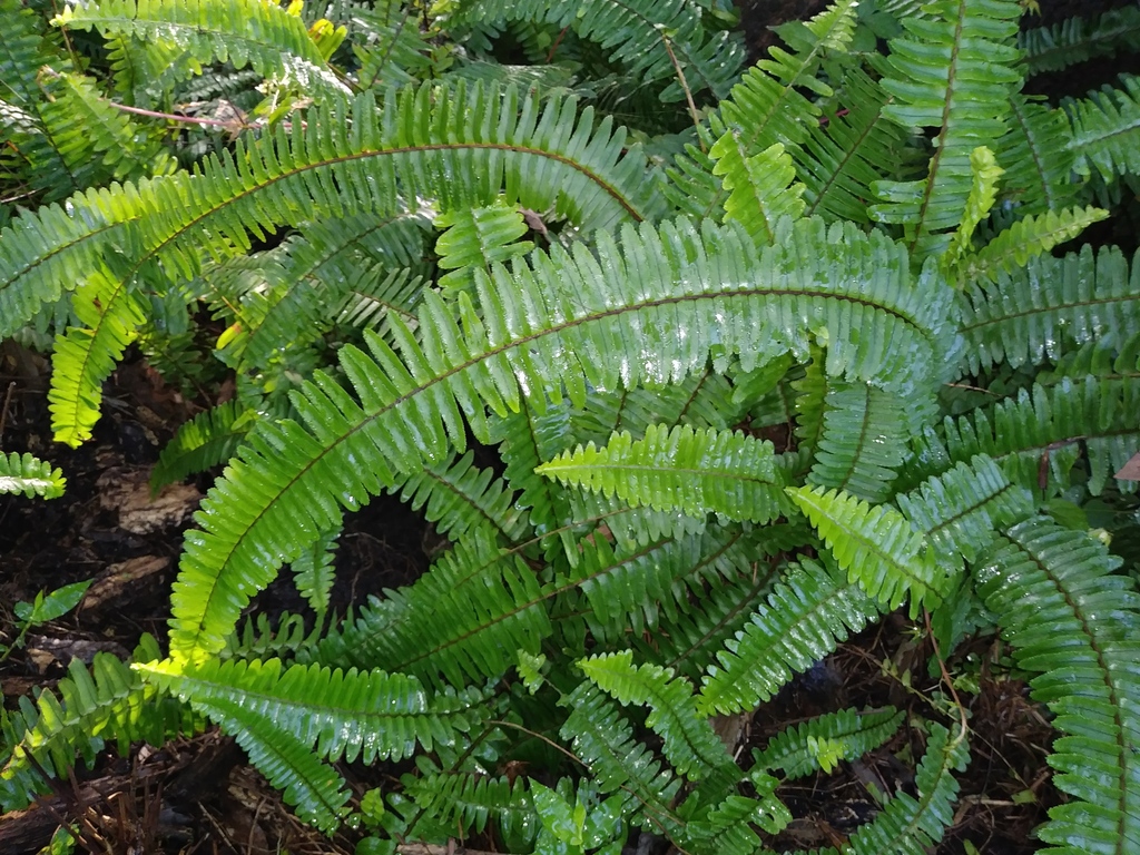 A Boston fern with long arching fronds of finely divided pinnae cascading over the rim of its pot.