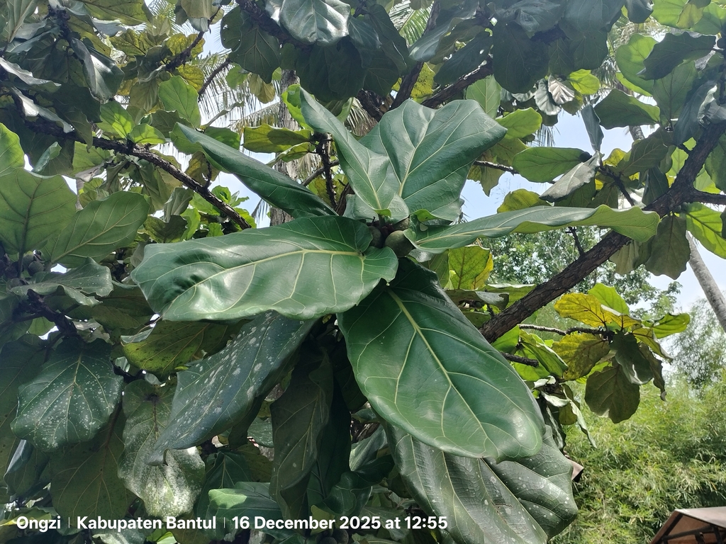 A fiddle-leaf fig with large violin-shaped leaves, heavily veined and waisted near the middle.