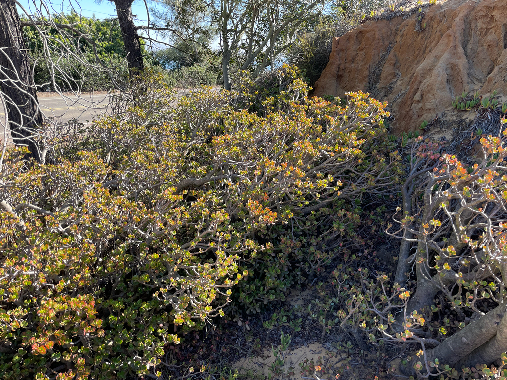 A jade plant with a thick woody stem and rounded glossy green leaves flushed red at the edges.