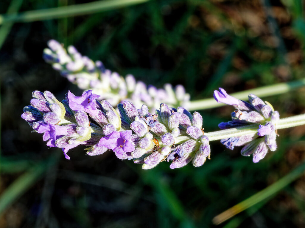 English lavender in flower, its narrow grey leaves below slender spikes of purple florets.