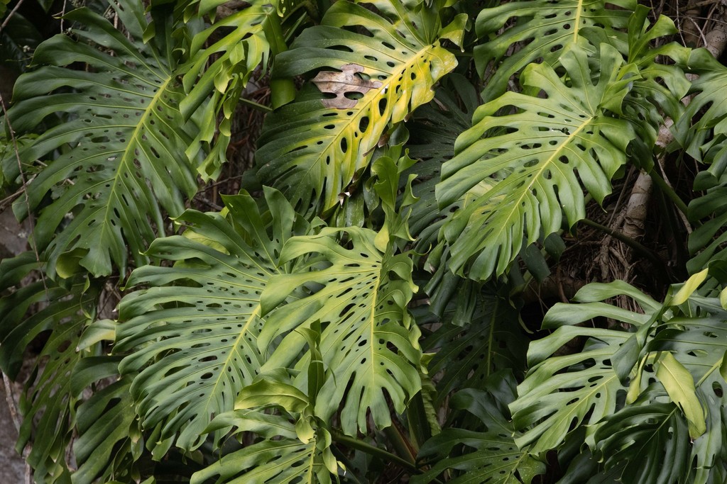 A Swiss cheese plant with large glossy leaves, the oldest of them deeply split and perforated, growing up a moss pole.