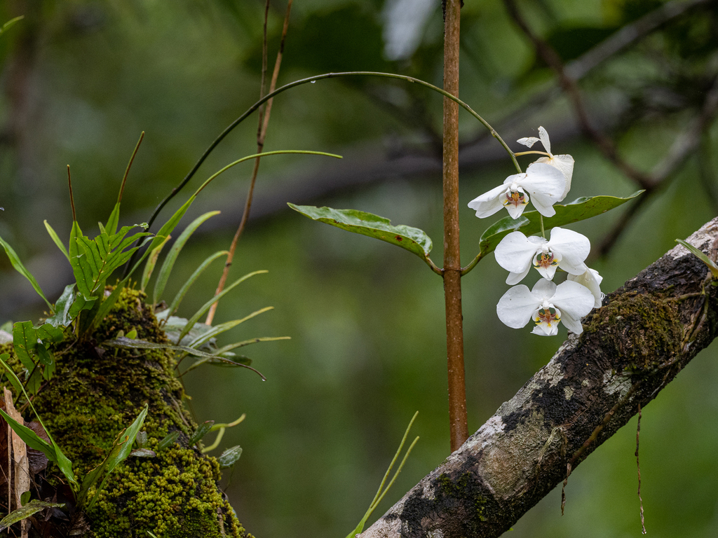 A moth orchid in flower, with flat rounded petals on an arching spray above thick dark leaves.