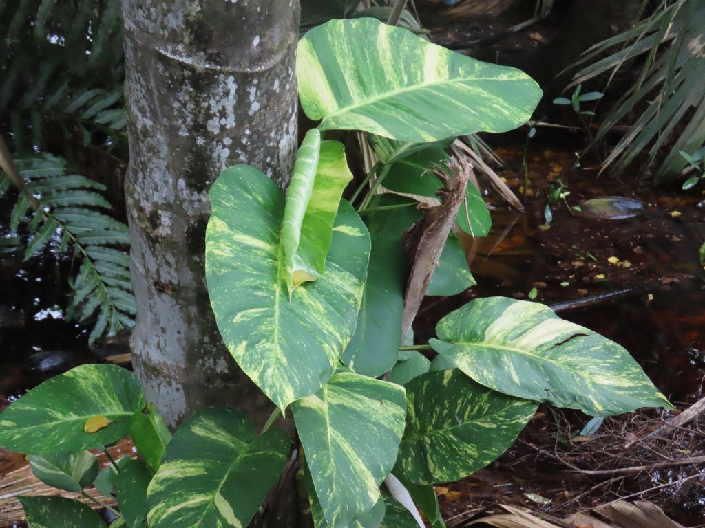 A golden pothos vine with heart-shaped leaves marbled in cream and green, trailing from a hanging pot.