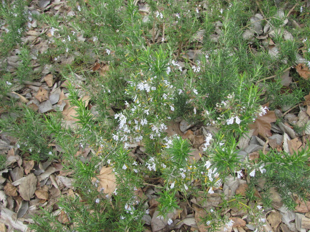A rosemary bush with needle-like grey-green leaves on woody upright stems, with pale blue flowers among them.