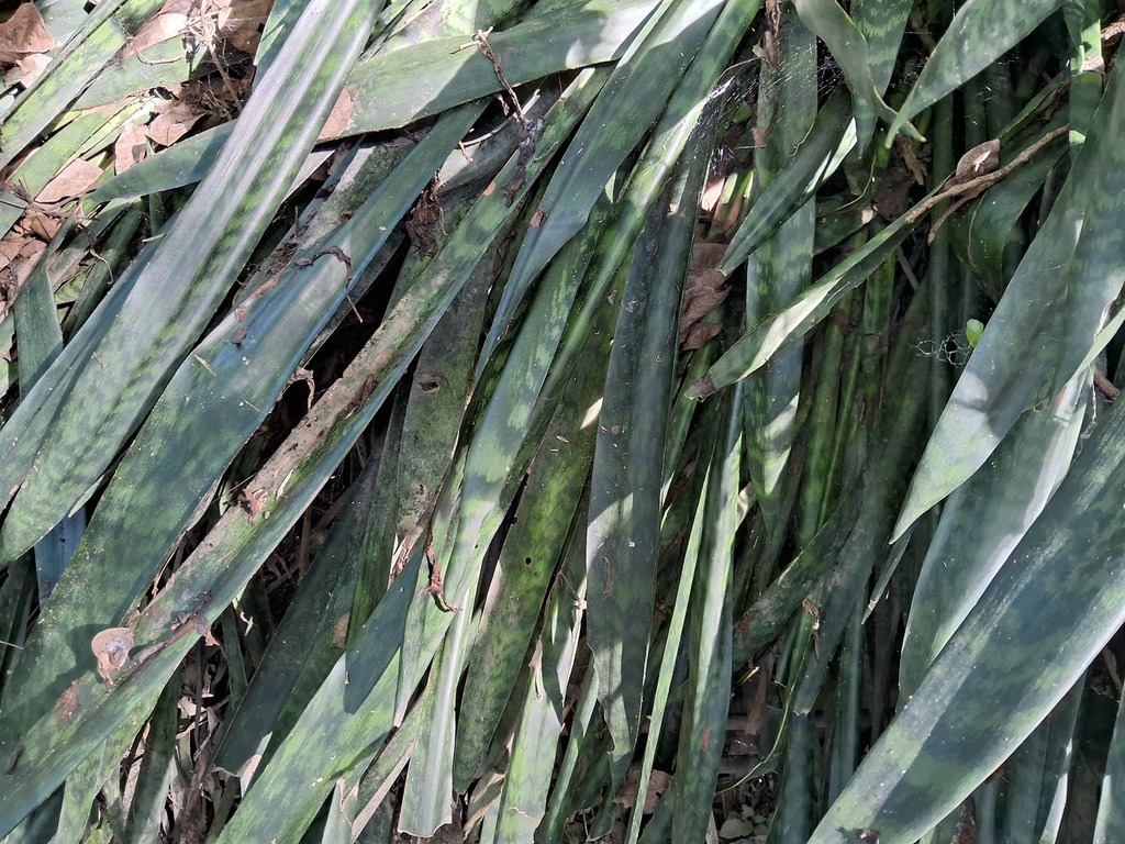 A snake plant of upright sword-shaped leaves banded in dark green and pale yellow.