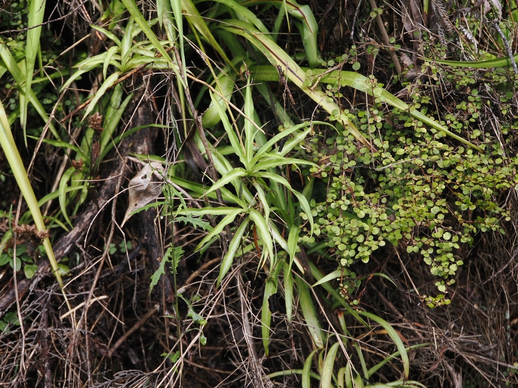 A spider plant with narrow arching leaves striped cream and green, and small plantlets hanging from its runners.