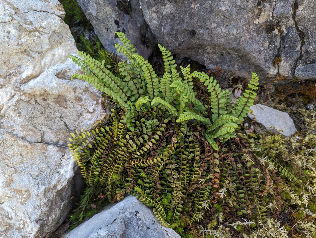 A spleenwort fern with fronds of finely divided leaflets arching out from a central crown.