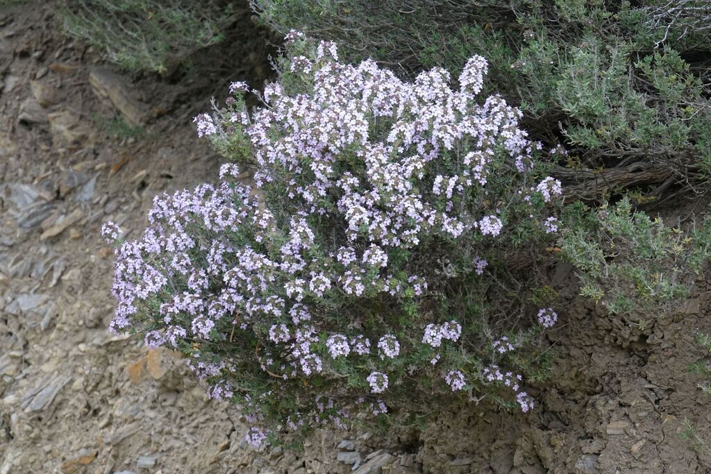 A thyme plant with tiny aromatic leaves crowded on thin woody stems.