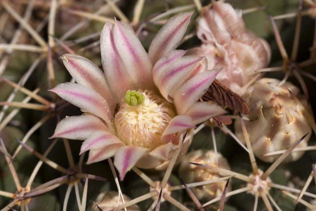 A cactus with a ribbed succulent stem and spines along its ridges, growing in a pot.
