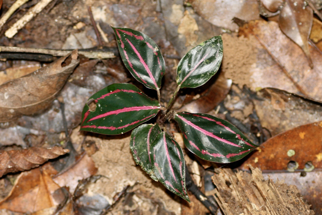 A calathea leaf shown flat, its bold dark markings and fine veins the features used to tell one cultivar from another.